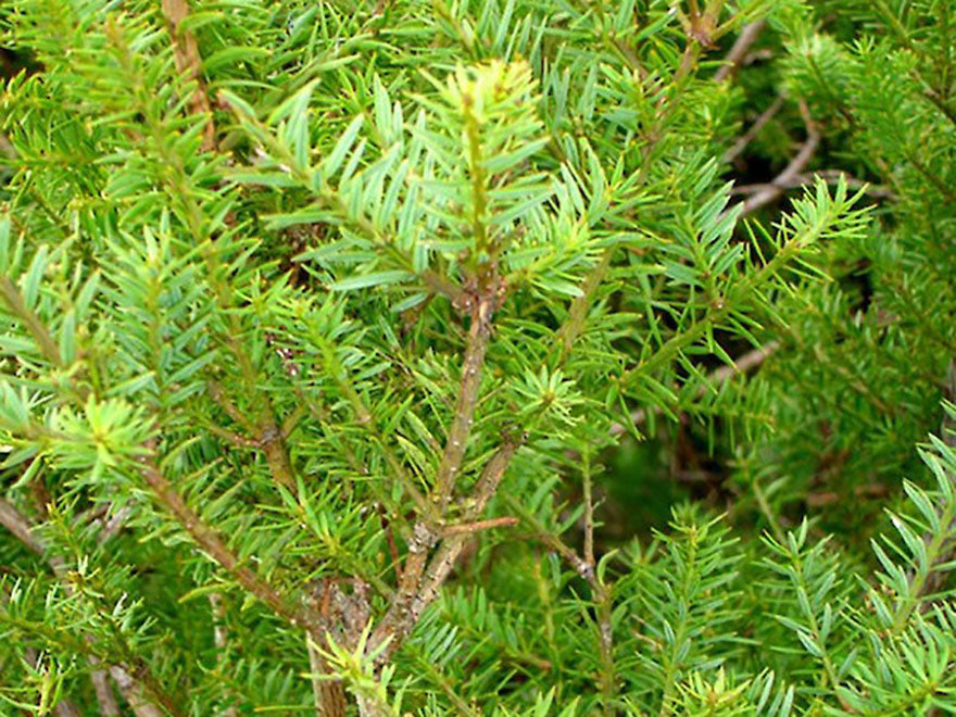 Podocarpus acutifolius