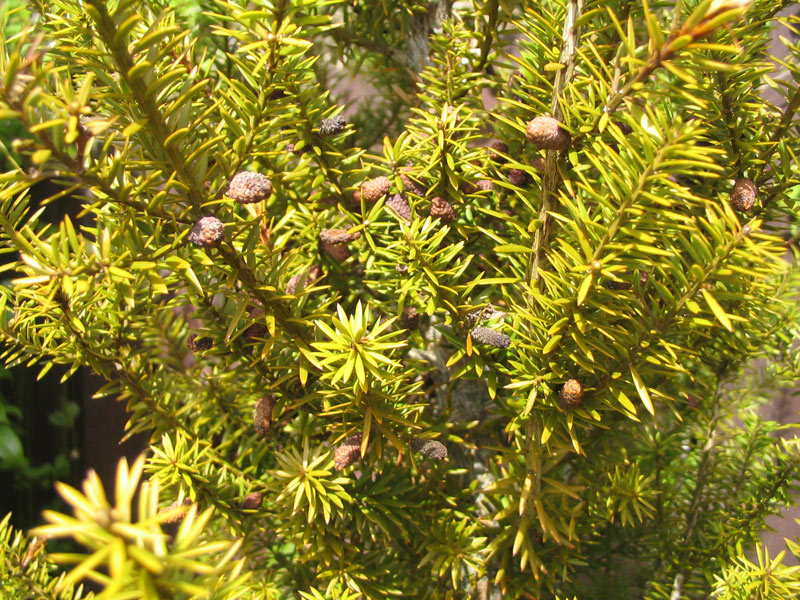 Podocarpus acutifolius