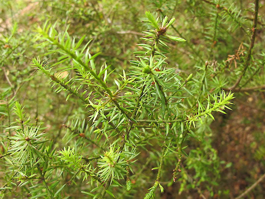 Podocarpus acutifolius