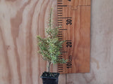 Podocarpus Totara Aurea