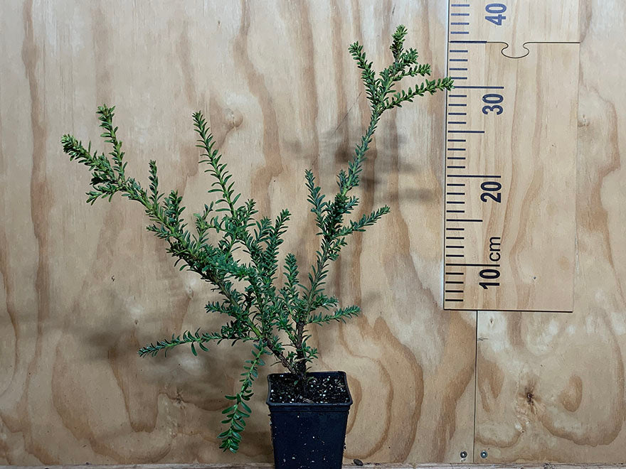 50x Clearance Native Combo - $1.99c each - Super Cheap