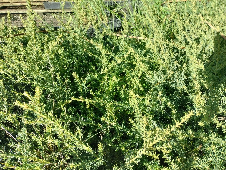 5x Alpine Hedge Totara - $5.99 each