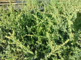 25x Alpine Hedge Totara - $4.99 each