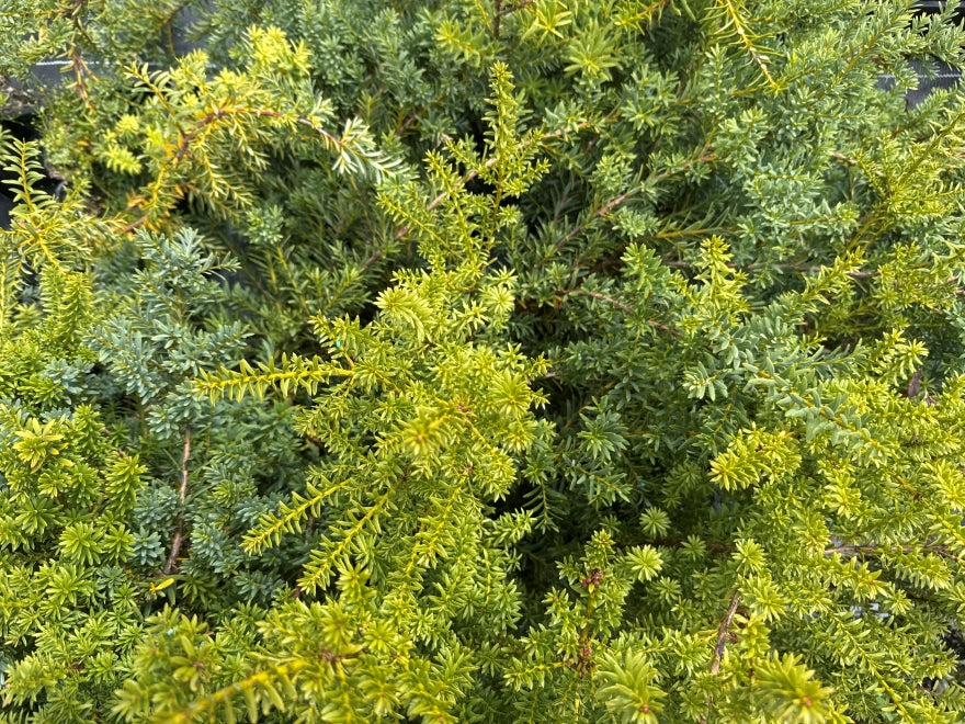 Podocarpus Alpine Hedge Totara