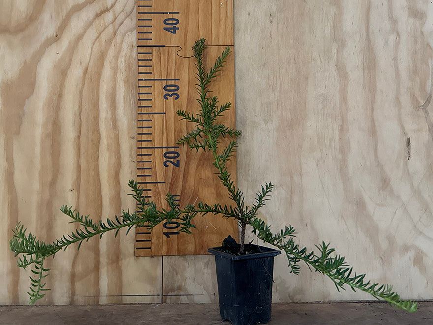 100x Alpine Hedge Totara - $3.99 each