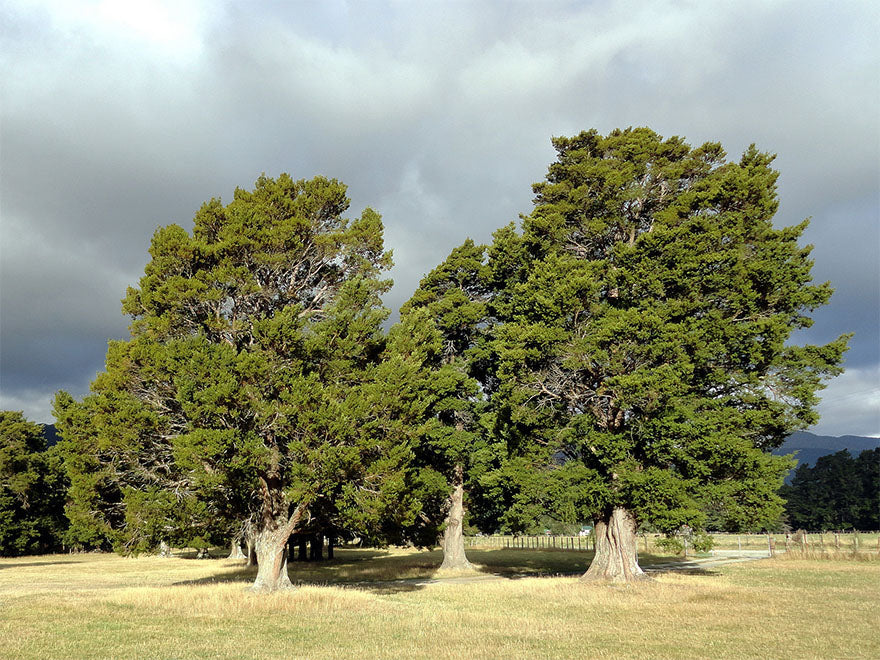 5x Tōtara - $5.99 each