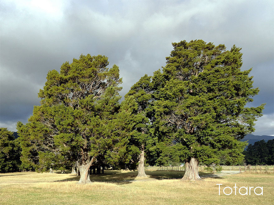 Podocarpus Totara x1