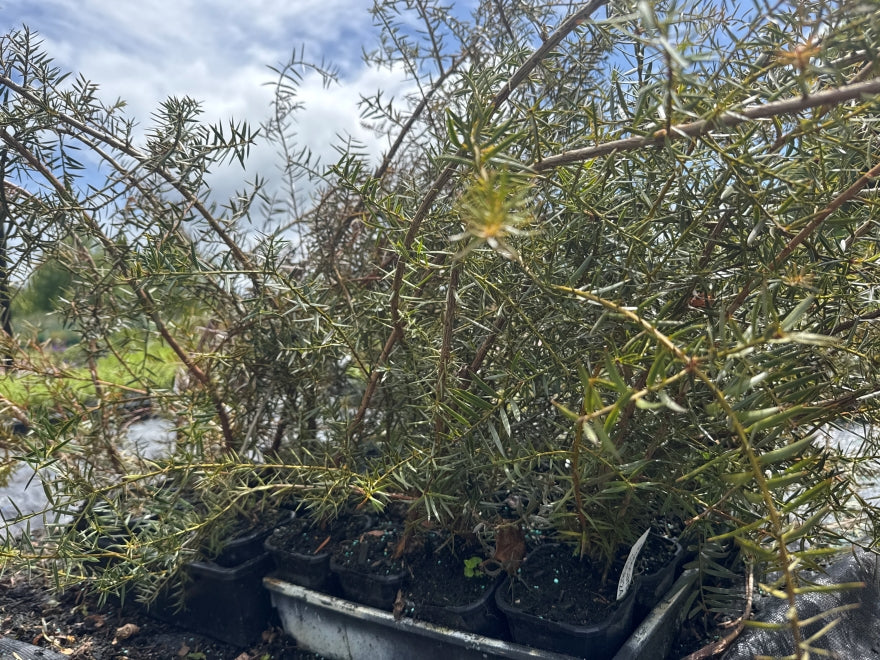 5x Podocarpus totara - $1.99 each