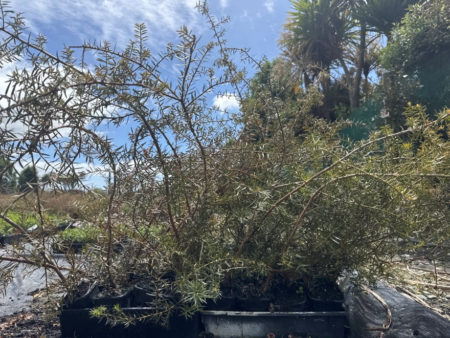 5x Podocarpus totara - $1.99 each