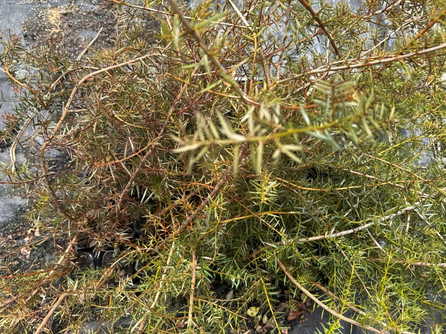 5x Podocarpus totara - $1.99 each