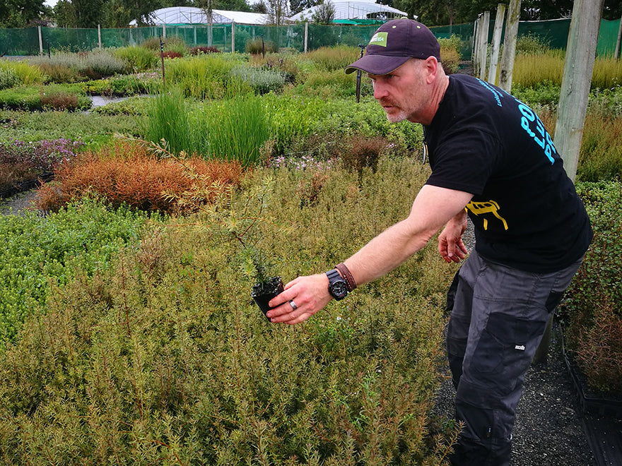 Podocarpus Totara x1