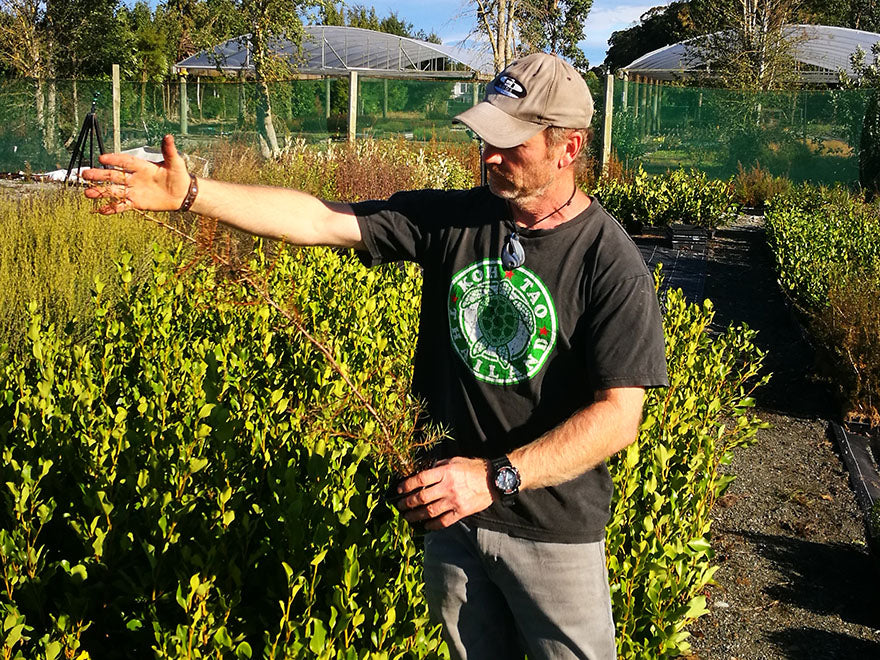 5x Tōtara - $5.99 each