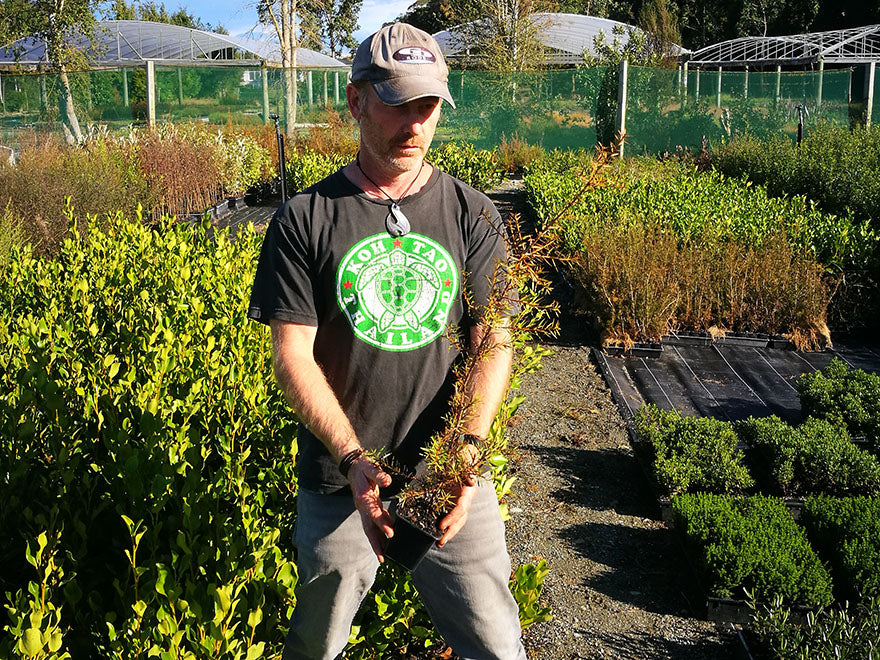 5x Tōtara - $5.99 each