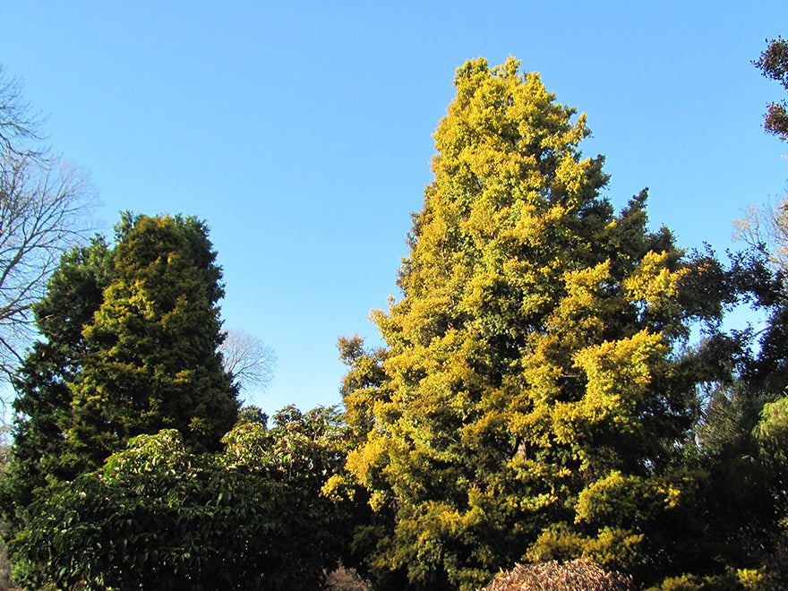 Podocarpus Totara Aurea