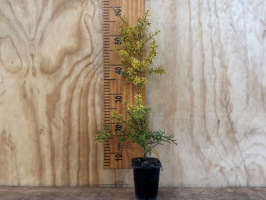 25x Golden Totara - $5.99 each