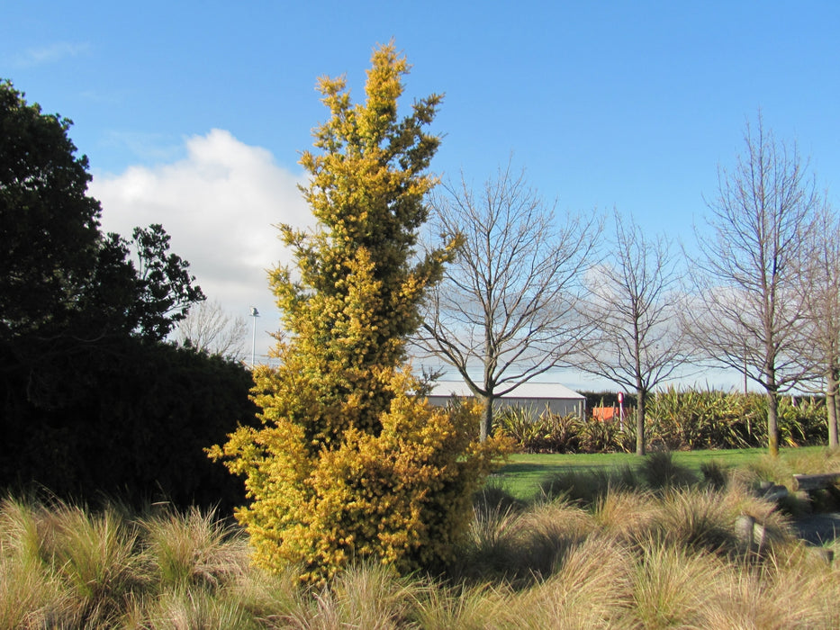 25x Golden Totara - $5.99 each