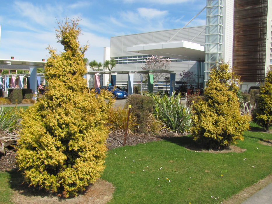 Podocarpus Totara Aurea