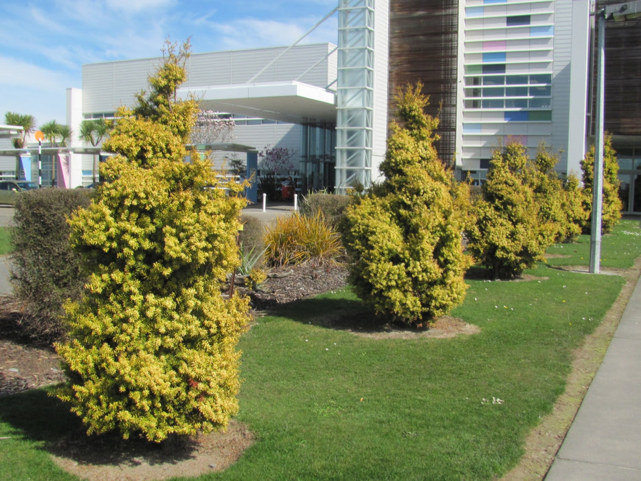 25x Golden Totara - $5.99 each
