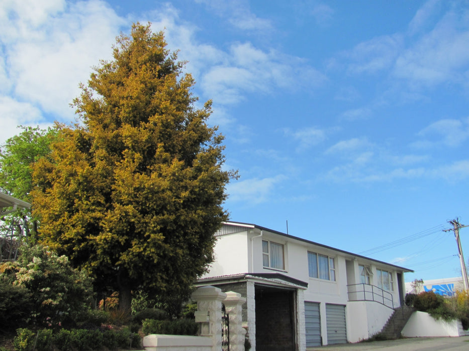 Podocarpus Totara Aurea