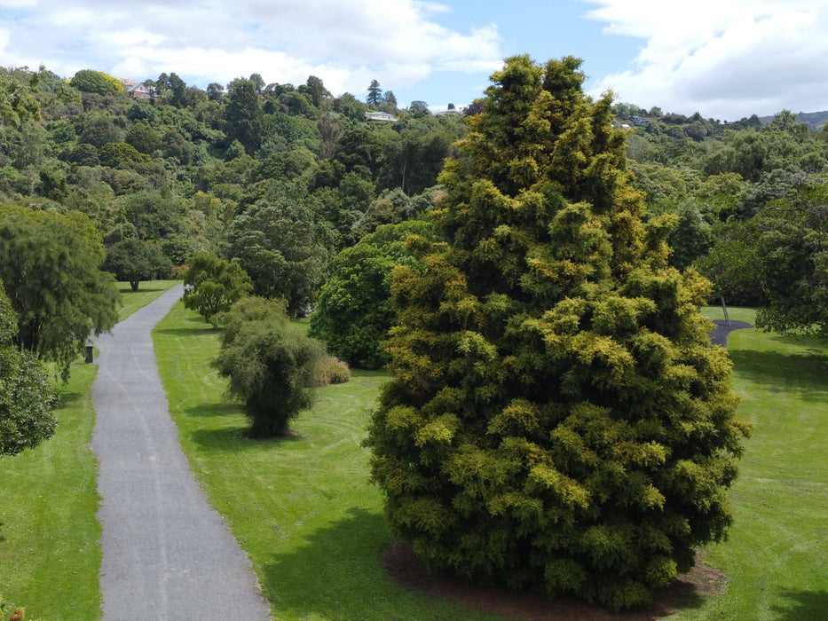 25x Golden Totara - $5.99 each