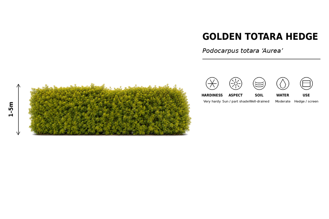 25x Golden Totara - $5.99 each