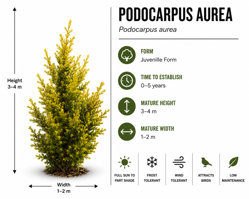 25x Golden Totara - $5.99 each