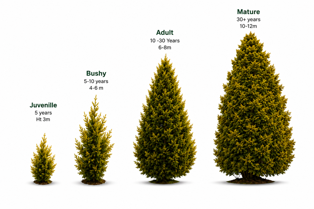 25x Golden Totara - $5.99 each