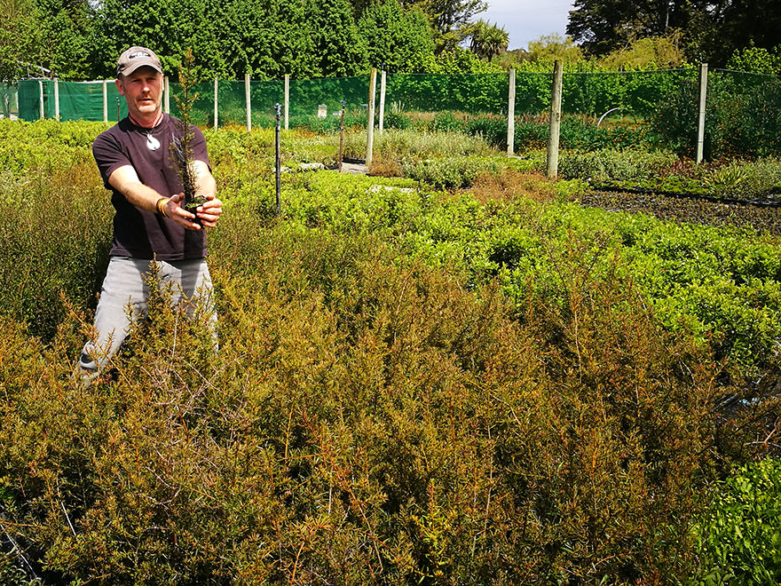 Podocarpus Totara x1