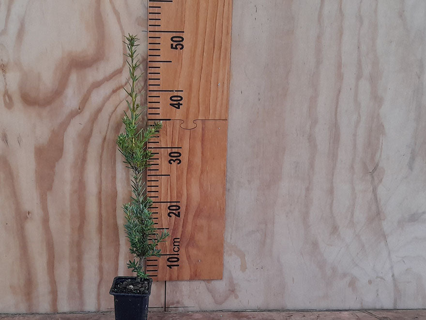 5x Tōtara - $7.99 each