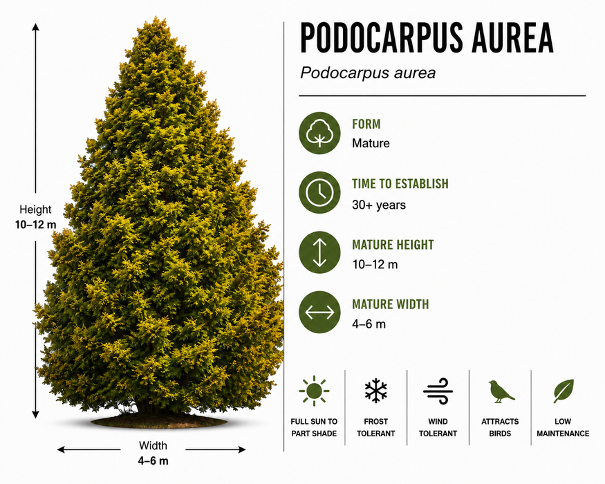 25x Golden Totara - $5.99 each