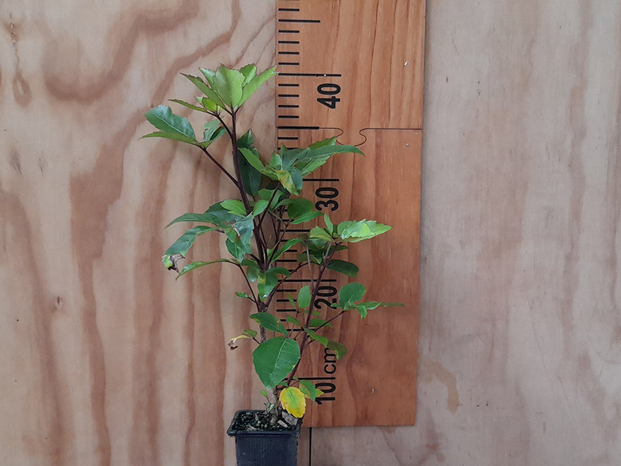 100x Five Finger - $3.99 each