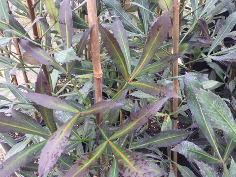 Psdeudopanax Black Knight - $13.99 each
