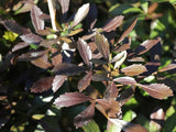 5x Psdeudopanax Black Knight - $11.99 each