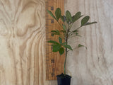 5x Psdeudopanax Black Knight - $11.99 each