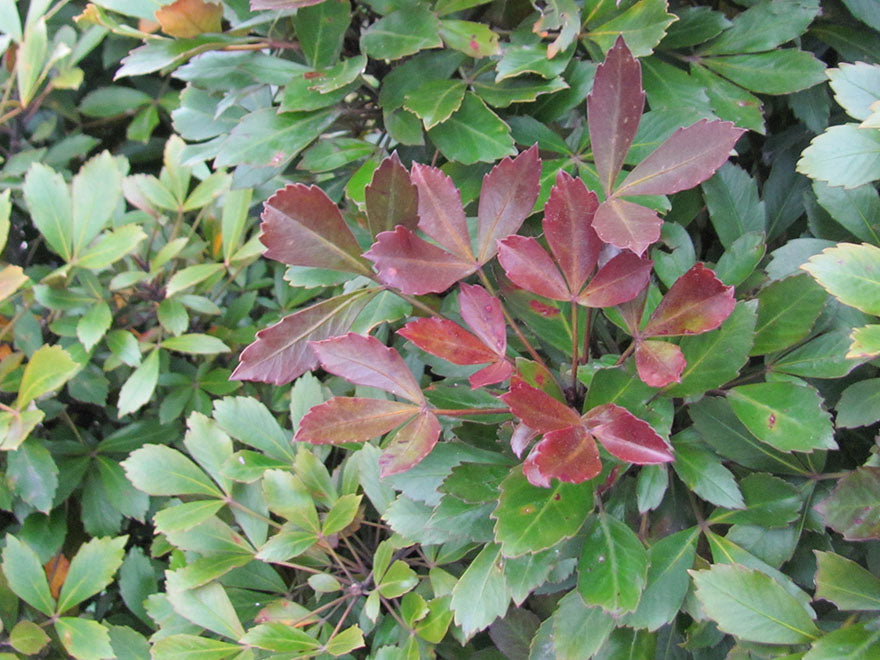 Pseudopanax purpurea