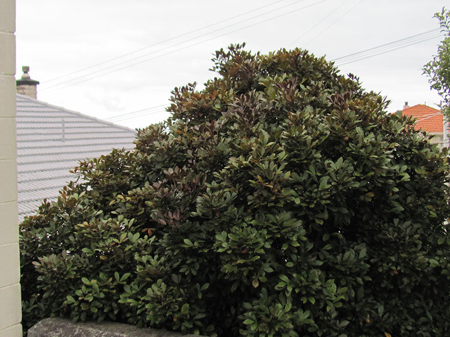 5x Pseudopanax purpurea - $9.99 each