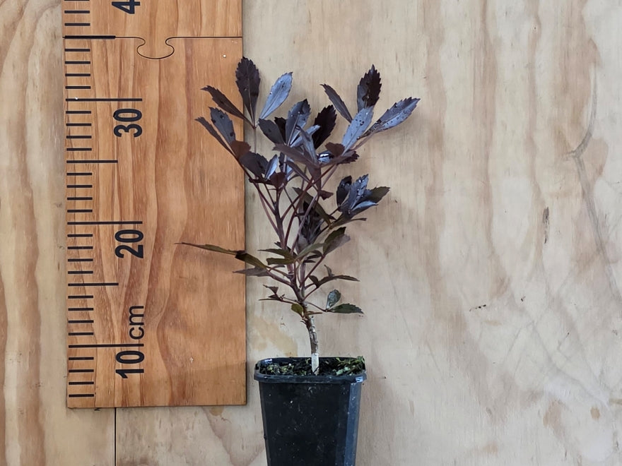 Pseudopanax purpurea