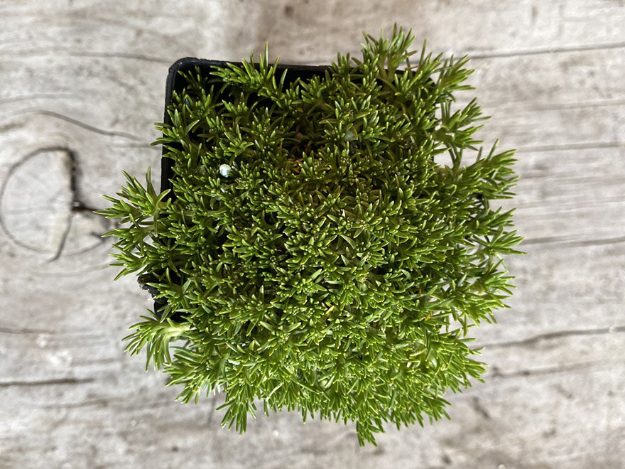 5x Cushion Plant - $5.99 each