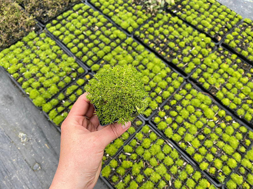 5x Cushion Plant - $5.99 each