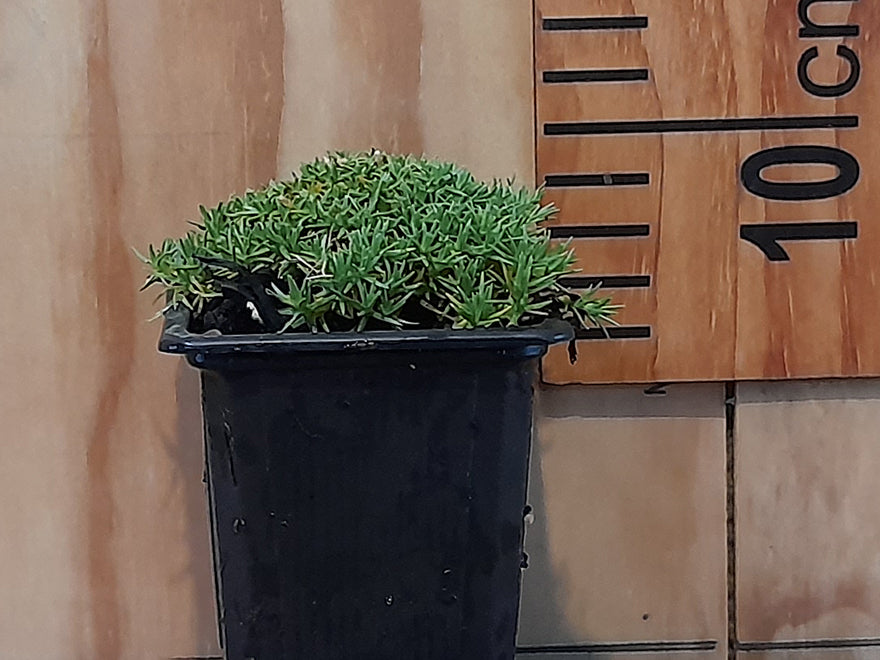 5x Cushion Plant - $5.99 each