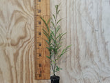 Kowhai - $4.99 each