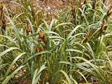 Carex Trifida