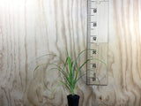 Carex Trifida