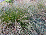 Carex Secta x 1