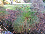 Carex Secta x 1