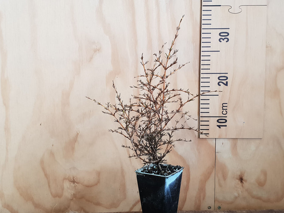Coprosma Lobster