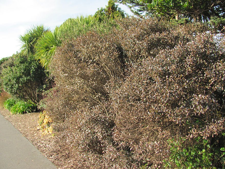 5x Purple Coprosma - $5.99