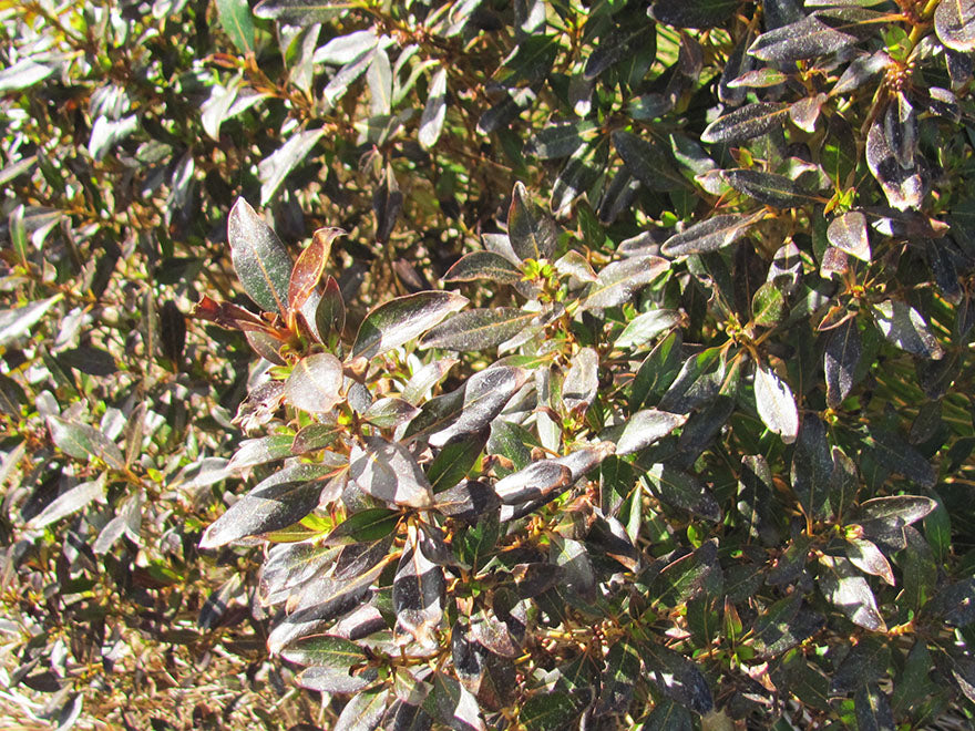 5x Purple Coprosma - $5.99