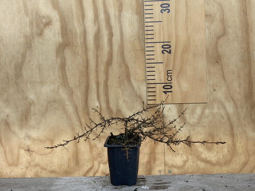 Coprosma Flat Freddy