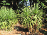 10x Cabbage Trees - $1.99 each